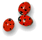 Coccinella punctata