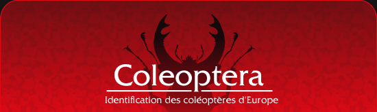 Coleoptera