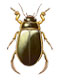 Dytiscus marginalis